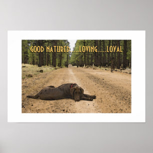 Affiches Chiots Labrador Chocolat Sur Sentier Forestier Per