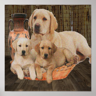 Affiches chiots labrador mignons