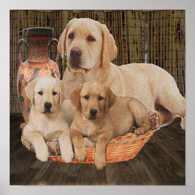 Affiches chiots labrador mignons (Devant)