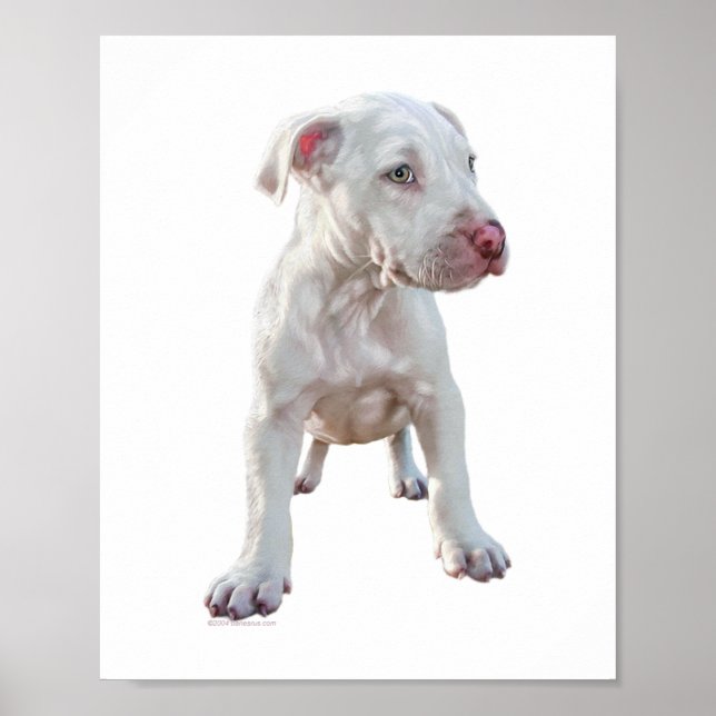 Affiches Chiots Pitbull Blanc (Devant)
