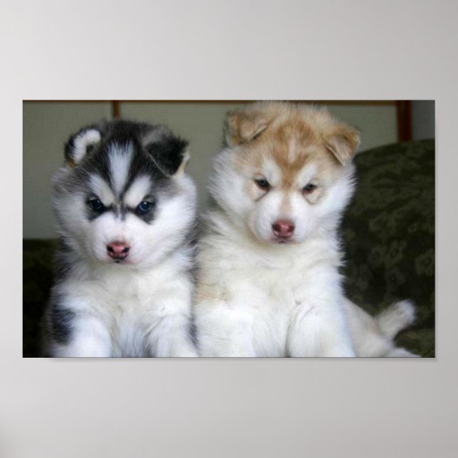 Affiches Chiots sibériens Husky (Devant)