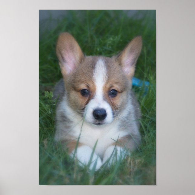 Affiches Chip de Corgi (Devant)