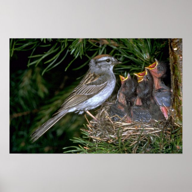 Affiches Chip Sparrow nourrissant jeunes (Devant)