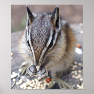 Affiches Chipmunk