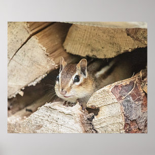 Affiches Chipmunk dans une pile de bois