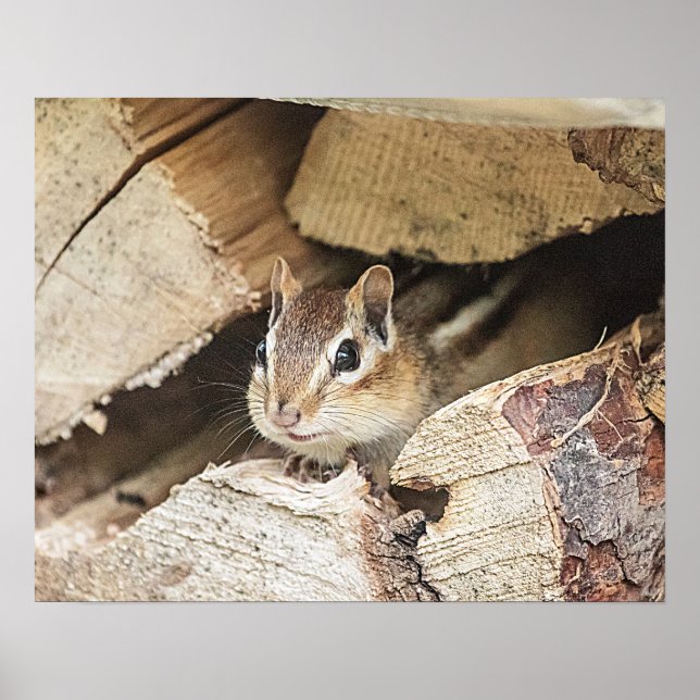 Affiches Chipmunk dans une pile de bois (Devant)