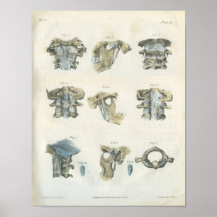 Affiches Chiropratique de l'anatomie supérieure cervicale e
