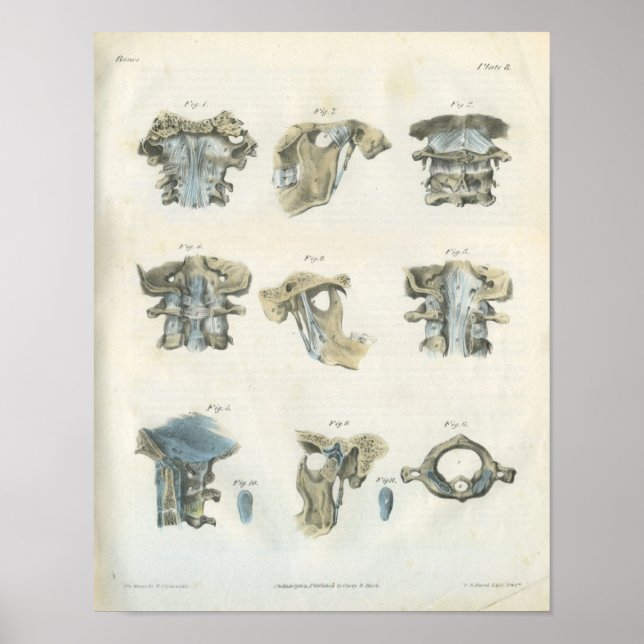 Affiches Chiropratique de l'anatomie supérieure cervicale e (Devant)