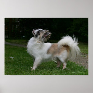 Affiches Chiwawa aux cheveux longs regardant