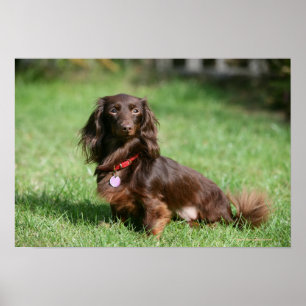 Affiches Chocolat et teckel miniature aux cheveux longs