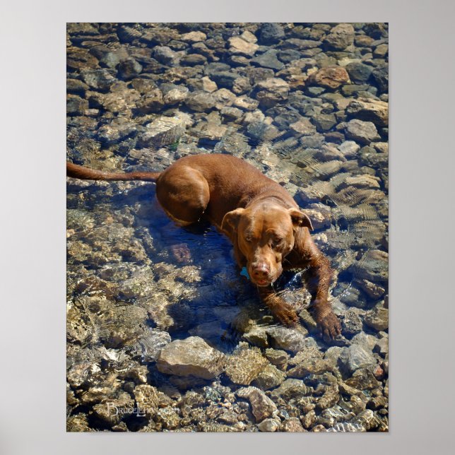 Affiches Chocolat Lab Pit Mélanger Chien Sur Les Rochers (Devant)