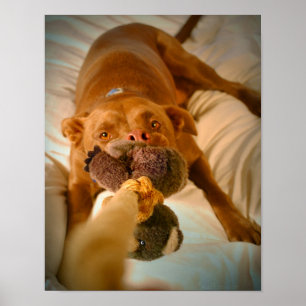 Affiches Chocolat Lab Pit Mix Chien Tugging