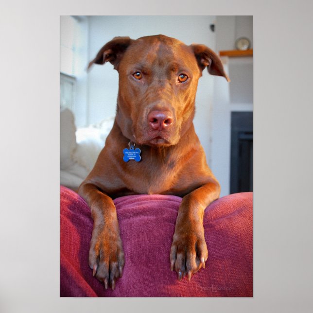 Affiches Chocolate Lab Pit Mix Dog Portrait (Devant)
