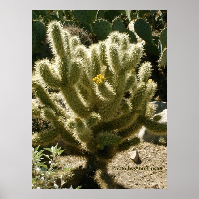 Affiches Cholla en fleur (Devant)