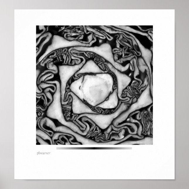 Affiches chou, noir et blanc (Devant)