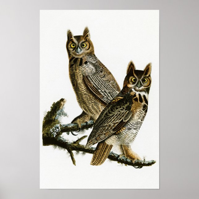 Affiches Chouette à cornes John Audubon Oiseaux d'Amérique (Devant)