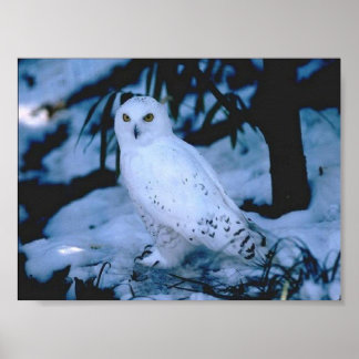 Affiches Chouette blanche