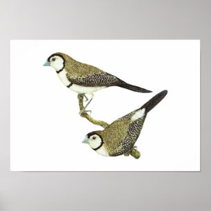 Affiches Chouette (deux formes) - Taeniopygia bichenovii