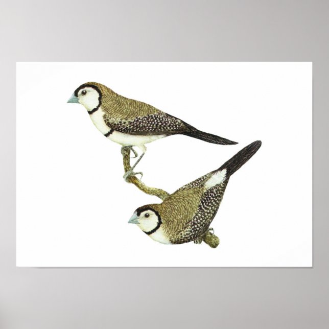 Affiches Chouette (deux formes) - Taeniopygia bichenovii (Devant)