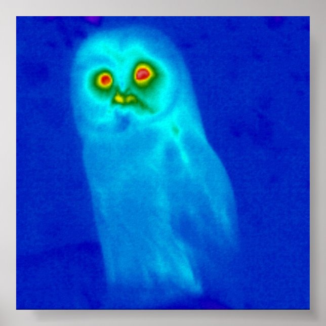 Affiches chouette sage (Devant)