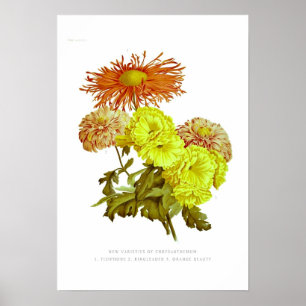Affiches Chrysanthèmes
