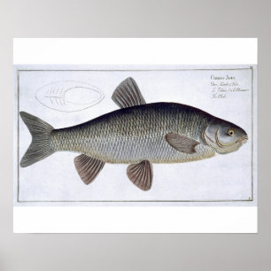 Affiches Chub (Cyprinus Jeses) plaque VI de 'Ichthyologie,