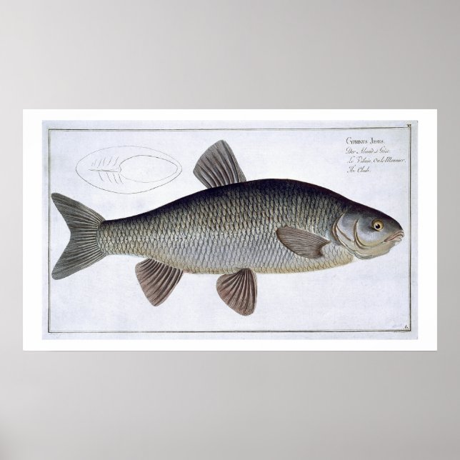 Affiches Chub (Cyprinus Jeses) plaque VI de 'Ichthyologie, (Devant)