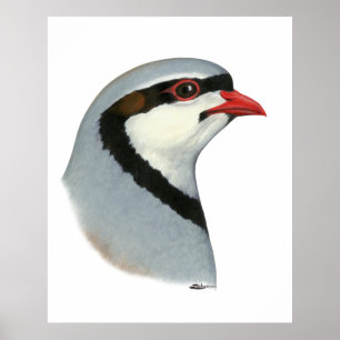 Affiches Chukar : tête de perdrix