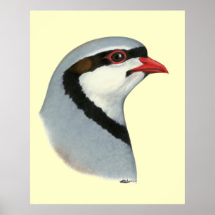 Affiches Chukar : tête de perdrix