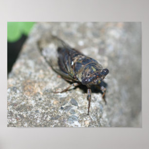 Affiches Cicada Bug Up Close Insect
