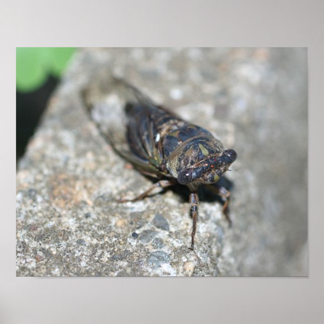 Affiches Cicada Bug Up Close Insect (Devant)