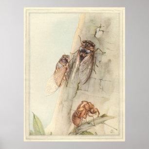 Affiches CICADA - Illustration du livre d'insectes