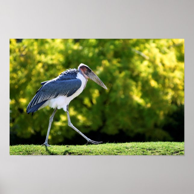 Affiches cigogne de Marabou marchant sur l'herbe (Devant)