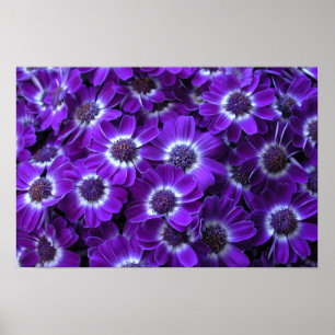 Affiches Cineraria violette