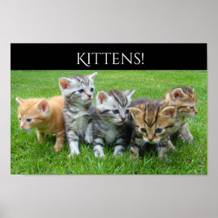 Affiches Cinq Cupides Chatons