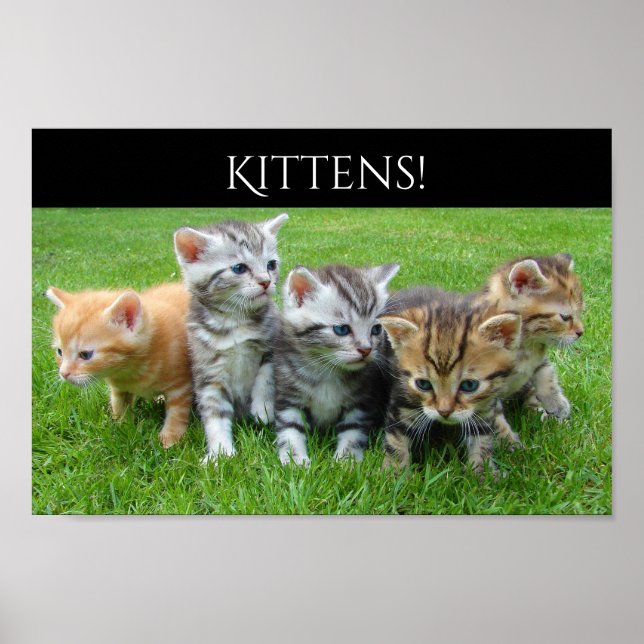 Affiches Cinq Cupides Chatons (Devant)