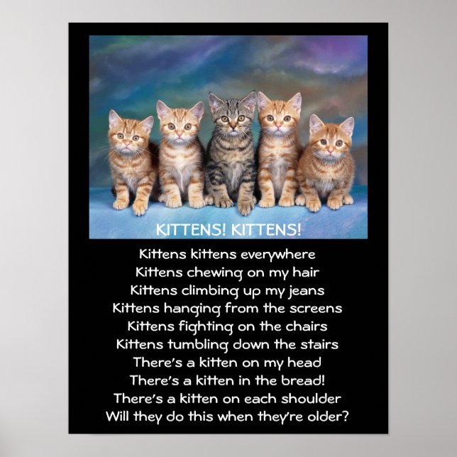 Affiches Cinq Tabby Kittens adorables (Devant)