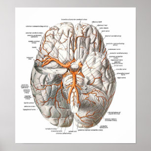 Affiches Circulation du cerveau