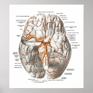 Affiches Circulation du cerveau