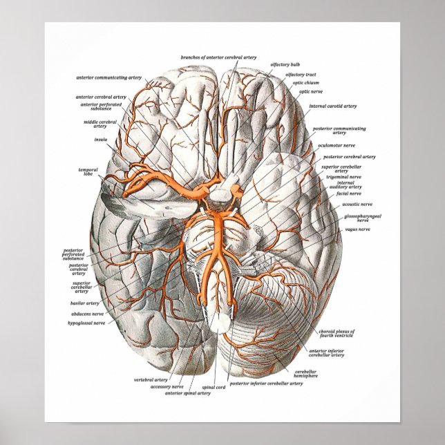 Affiches Circulation du cerveau (Devant)