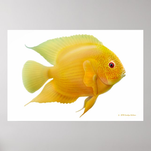 Affiches Citron Gold Severum Cichlid Imprimer (Devant)