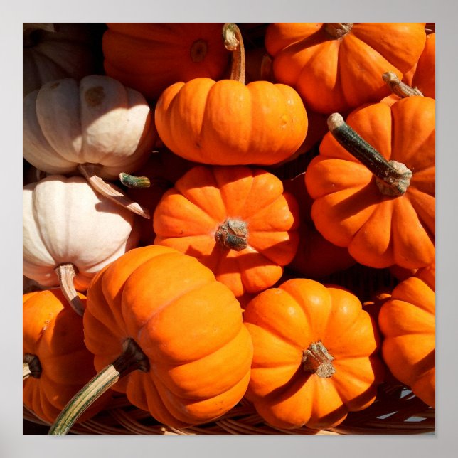 Affiches Citrouille (Devant)