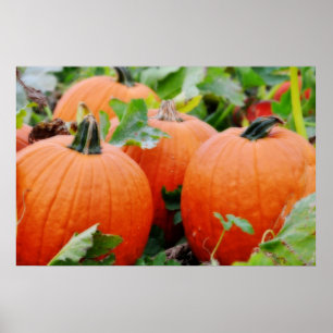 Affiches Citrouilles