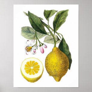 Affiches Citrus Fruit Lemon Botanique Imprimer no 9 Wall Ar