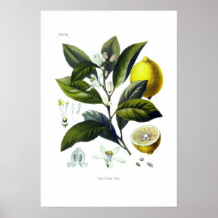 Affiches Citrus limonum (citron)