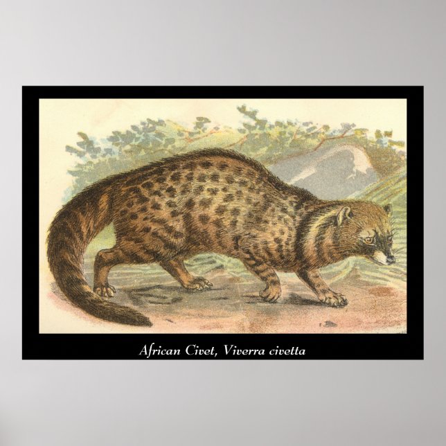 Affiches Civet africain (Devant)