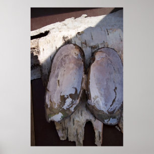 Affiches Clamshell Wings