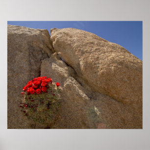 Affiches Claret cup ou cactus de Mojave en fleurs
