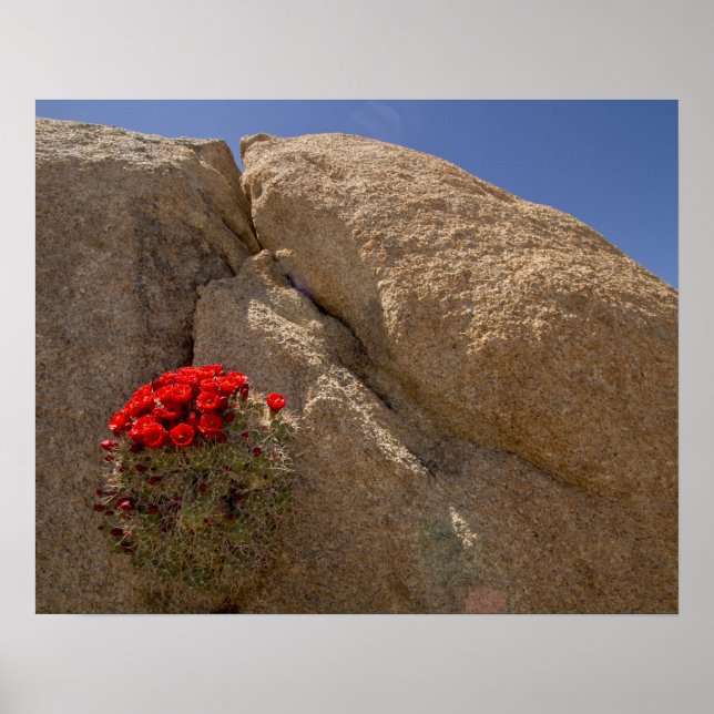 Affiches Claret cup ou cactus de Mojave en fleurs (Devant)