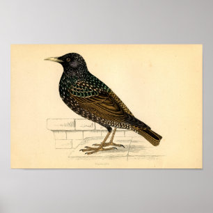 Affiches Classic Zoological Etching - Starling